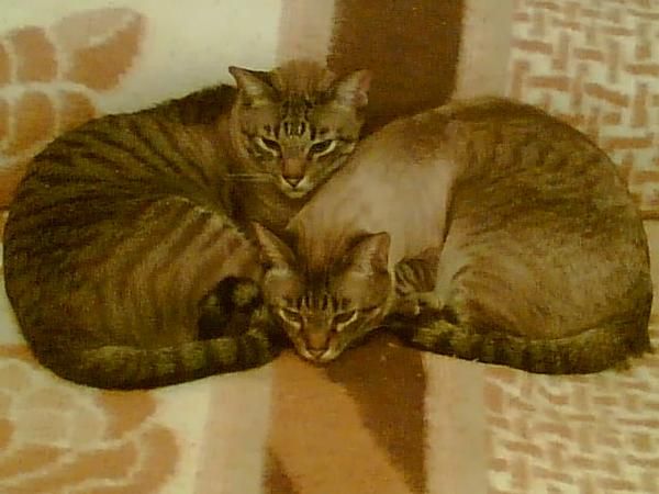 Regalo 3 gatos por no poder atenderlos!!