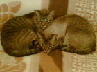 Regalo 3 gatos por no poder atenderlos!! - mejor precio | unprecio.es