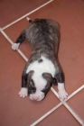 vendo cachorros american standford - mejor precio | unprecio.es