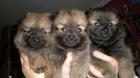 vendo cachorros de pomerania nacidos el 18 de noviembre - mejor precio | unprecio.es