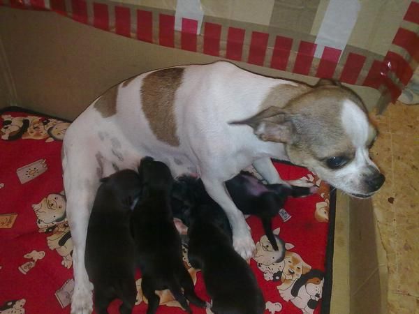 vendo chihuahua