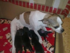 vendo chihuahua - mejor precio | unprecio.es