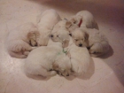 VENTA CACHORROS GOLDEN RETREIVER - mejor precio | unprecio.es