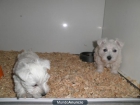 WESTY CACHORROS CON PEDIGREE - mejor precio | unprecio.es