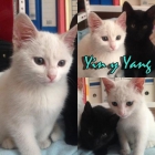 Yin y Yang. Dos hermosos gatitos - mejor precio | unprecio.es