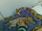 Preciosa chihuahua de tamaño pequeño! - mejor precio | unprecio.es