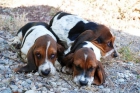 ¡Tu Basset hound, preciosa camada! - mejor precio | unprecio.es