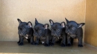Bulldog frances de dos meses - mejor precio | unprecio.es