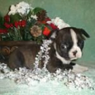 Cachorritas de bulldog frances  libre - mejor precio | unprecio.es