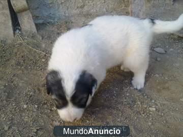 CACHORROS DE MASTIN DE DOS Y TRES MESES