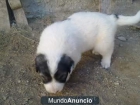 CACHORROS DE MASTIN DE DOS Y TRES MESES - mejor precio | unprecio.es