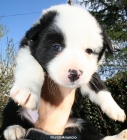 camada border collie - mejor precio | unprecio.es