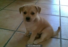 SE REGALA CACHORRITO - mejor precio | unprecio.es
