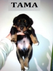 Tama, cachorrito en adopcion - mejor precio | unprecio.es