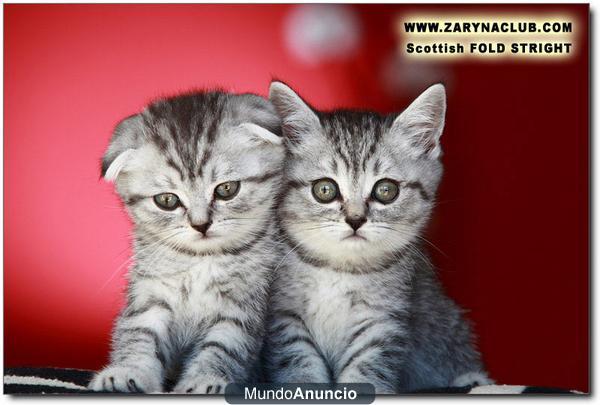 Venta gatitos raza Scottish FOLD-STRAIGT