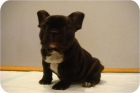 BULLGOG FRANCES cachorritos negros - mejor precio | unprecio.es