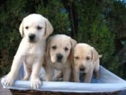 Cachorros de Labrador Dorado 250 , Chocolate 290 - mejor precio | unprecio.es