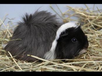 Cobayas de pelo largo