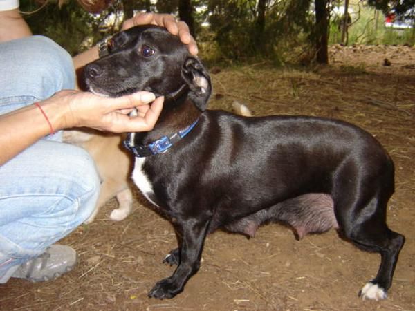 Ninguno de nosotros tiene hogar-- Nos adoptas???