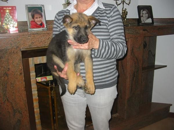 Pastores alemanes,cachorros,pedigree.Venta.