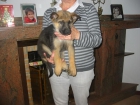 Pastores alemanes,cachorros,pedigree.Venta. - mejor precio | unprecio.es
