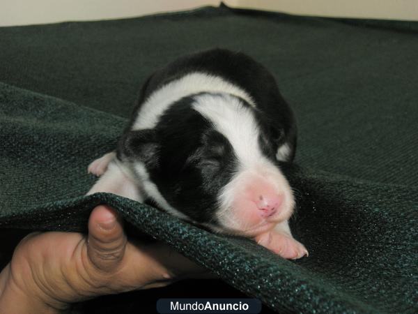 Preciosa camada de Border Collie