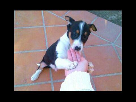 se regala podenco mediano andaluz de cuatro meses
