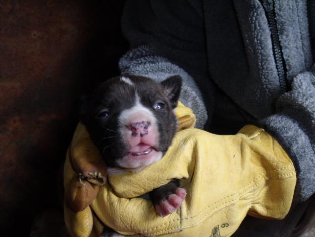 VENDO AMERICAN STAFFORDSHIRE TERRIER