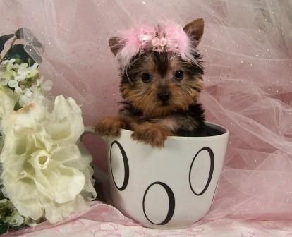 Yorkshire terrier foro 120