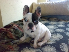 Bulldog Francés busca novia!!!! - mejor precio | unprecio.es