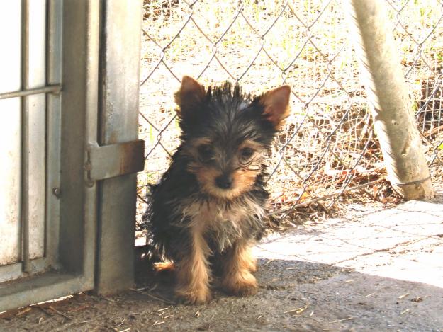 cachorritos yorkshire terrier