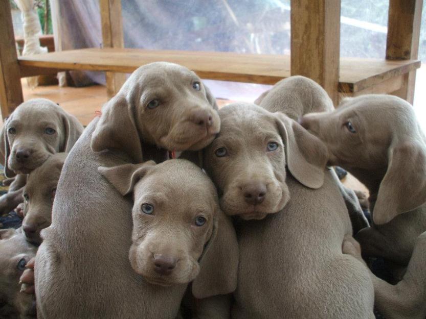 Cachorros braco de weimar gris plata