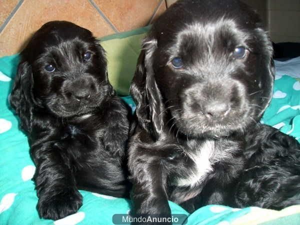 CACHORROS COCKER DORADOS Y NEGROS A 200EUROS