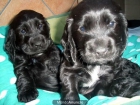 CACHORROS COCKER DORADOS Y NEGROS A 200EUROS - mejor precio | unprecio.es
