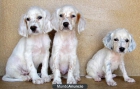 Cachorros de SETTER INGLES - mejor precio | unprecio.es