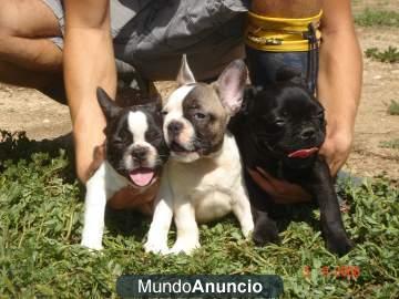 cachorrros de bulldog frances