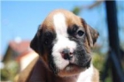 preciosos cachorros de boxer con gran pedigre - mejor precio | unprecio.es