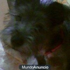 REGALO PERRO!!! - mejor precio | unprecio.es