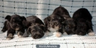 SCHNAUZER MINIATURA, 290 € - mejor precio | unprecio.es