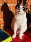 Se regala gatito. badajoz - mejor precio | unprecio.es