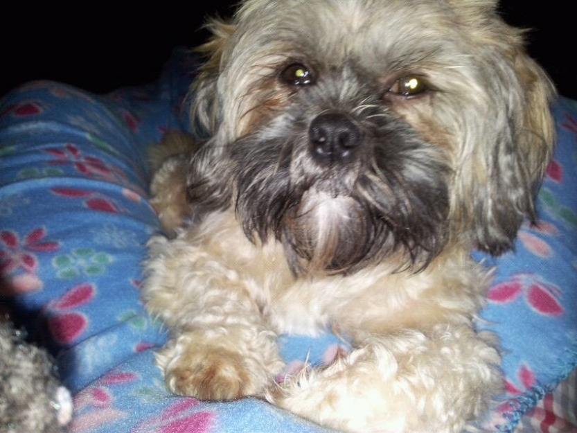 Shih Tzu. Vendo cachorros