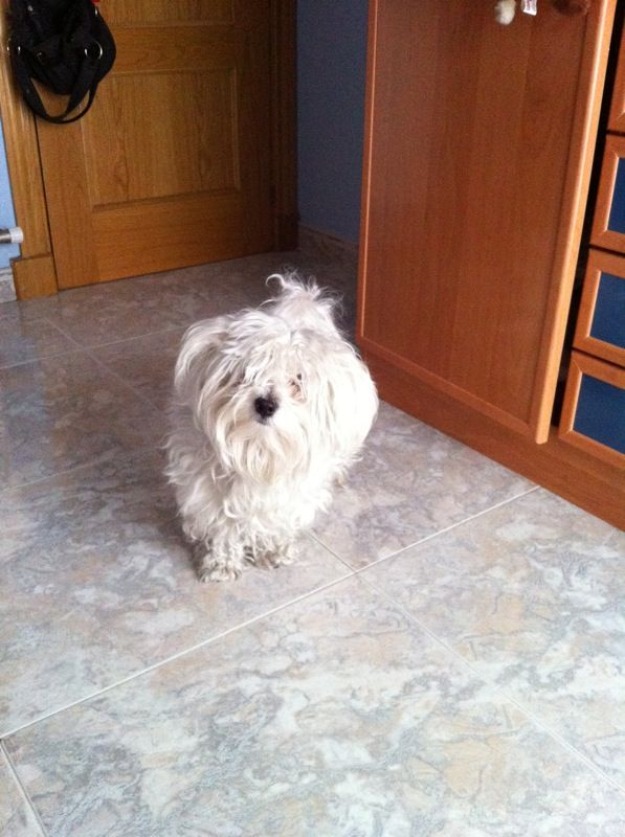 Busco novia de bichon maltes en tarragona