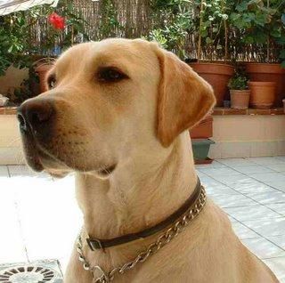 busco un labrador