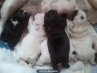 CAMADA BULLDOG FRANCES - mejor precio | unprecio.es