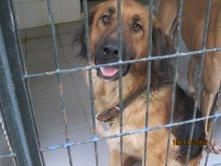 LE QUEDAN ESCASAS HORAS DE VIDA. MAÑANA POR LA MAÑANA LO SACRIFICAN. ESTA EN LA PERRERA DE JEREZ. ES UN PRECIOSO CACHORR