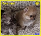 Pomeraria lulu enano Pedigree 390€ - mejor precio | unprecio.es