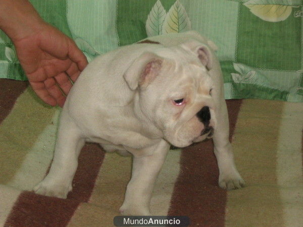 todavia no tienes tu bulldog ingles?