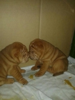 bonitos cachorros de sahr pei - mejor precio | unprecio.es