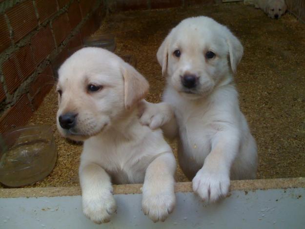 Cachorra de labrador Retriever