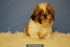 Cachorritos de shih tzu, divinos, 380 euros LOE - mejor precio | unprecio.es